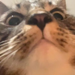 Meet your Posher, Bijou